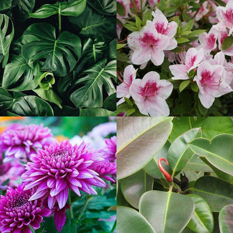 Les plantes dépolluantes: jolies et utiles - INSIDE Box - Shop - Conseil
