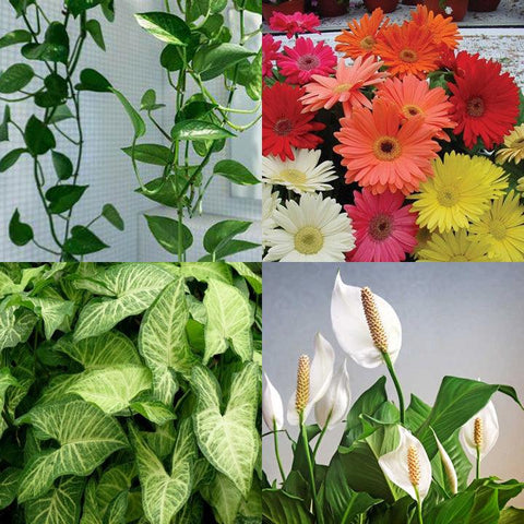 #2 Les plantes dépolluantes - INSIDE Box - Shop - Conseil