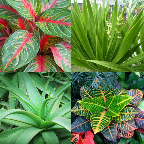 #1 Les plantes dépolluantes - INSIDE Box - Shop - Conseil