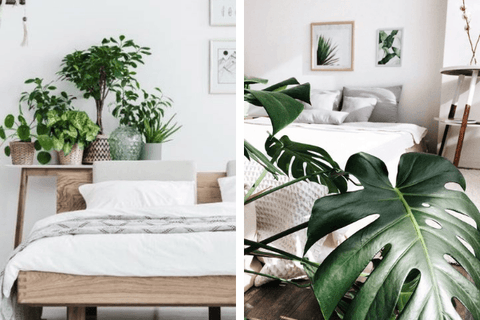 Idée reçue: Les plantes vertes dans une chambre à coucher sont-elles dangereuses pour la santé? - INSIDE Box - Shop - Conseil