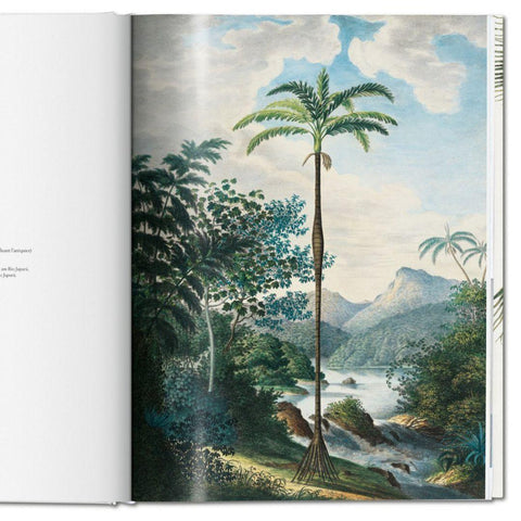 livre-decoratif-the-book-of-palms-dessin