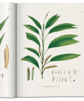 livre-decoratif-the-book-of-palms-shema-geonoma
