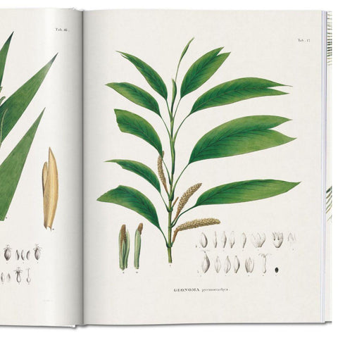 livre-decoratif-the-book-of-palms-shema-geonoma