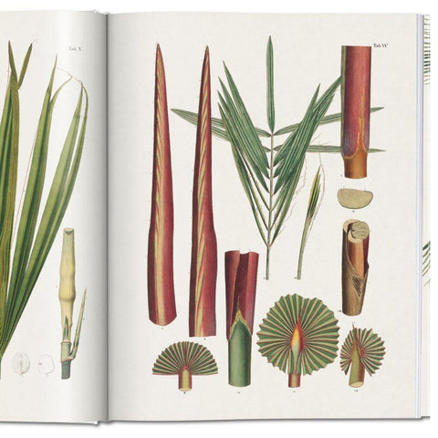 Livre décoratif sur la nature "The Book of Palms" - INSIDE Box - Shop - Conseil